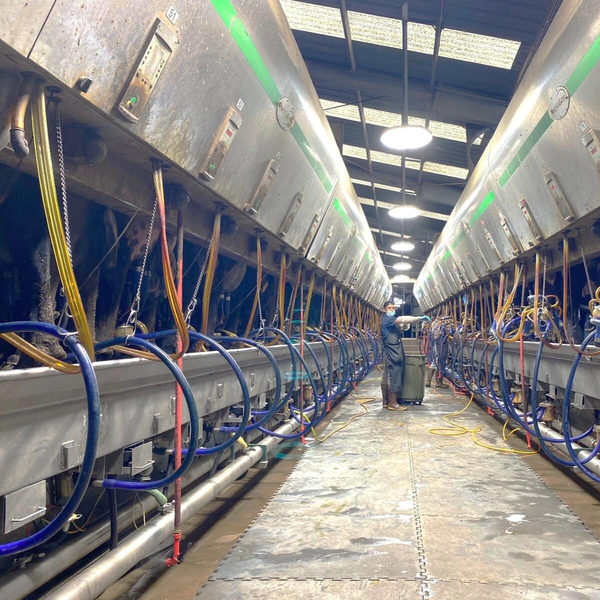 Découverte en Californie de l'une des exploitations laitières les plus primées du monde