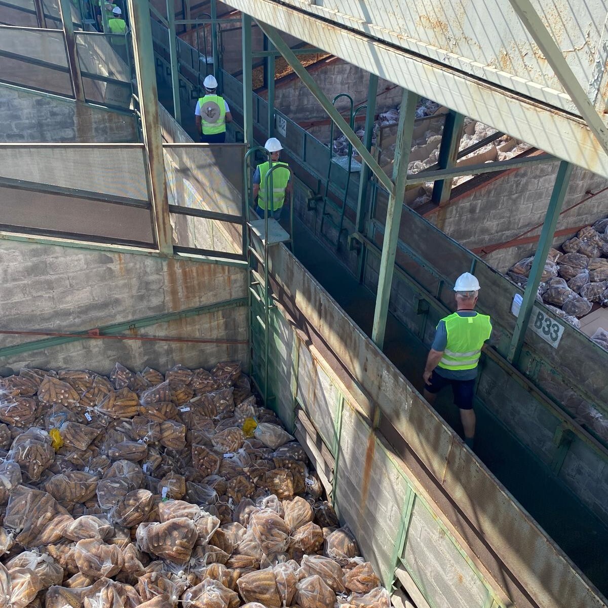 Semences, production et transformation du maïs au Chili