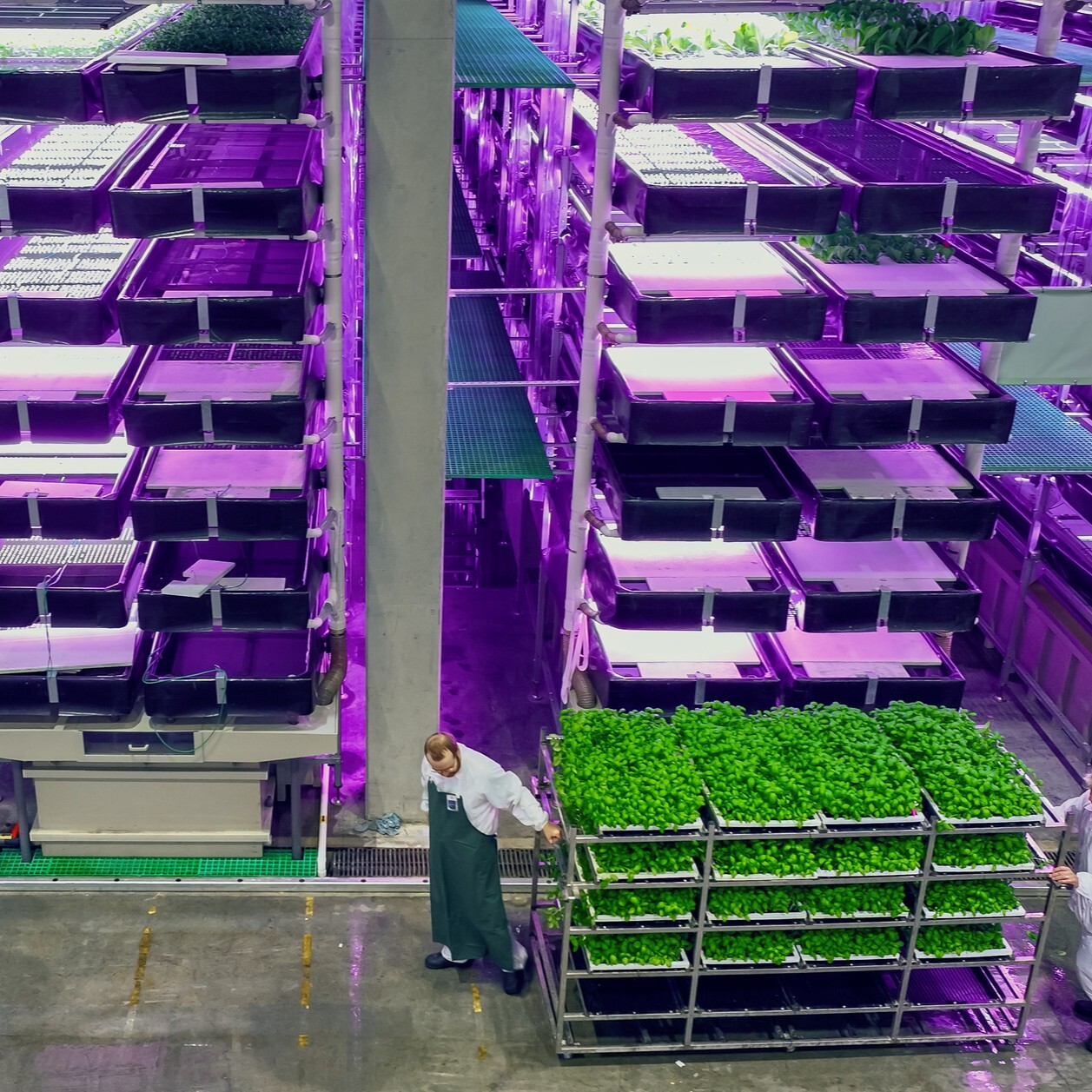 Serres et fermes verticales à la pointe de la technologie aux Pays Bas